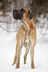 stehende Deutsche Dogge