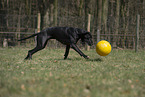 spielende Deutsche Dogge