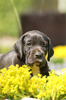 Deutsche Dogge Welpe