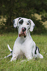 liegende Deutsche Dogge