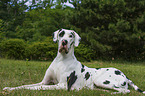 liegende Deutsche Dogge