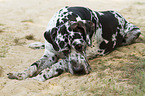 liegende Deutsche Dogge