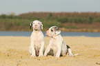 2 Deutsche Dogge Welpen