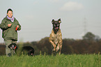 alte Deutsche Dogge