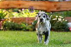 Deutsche Dogge Welpe