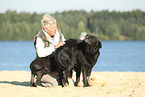 Frau und Hunde