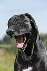 ghnende Deutsche Dogge
