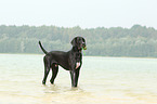 Deutsche Dogge