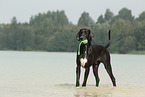 Deutsche Dogge