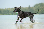 spielende Deutsche Dogge