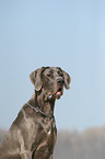 Deutsche Dogge Portrait