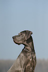 Deutsche Dogge Portrait