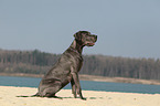 sitzende Deutsche Dogge