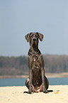 sitzende Deutsche Dogge