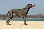 Deutsche Dogge