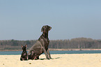 2 Hunde