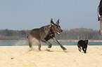 2 Hunde