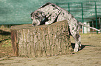 Deutsche Dogge Welpe