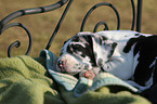 Deutsche Dogge Welpe