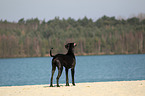 Deutsche Dogge