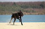 rennende Deutsche Dogge