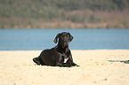 liegende Deutsche Dogge