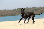 rennende Deutsche Dogge