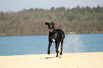 rennende Deutsche Dogge