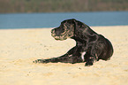 liegende Deutsche Dogge