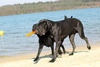 2 Hunde