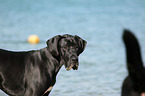 Deutsche Dogge Portrait