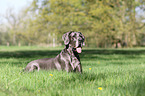 liegende Deutsche Dogge