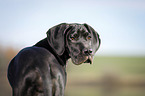 Dogge Welpe Portrait