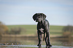 stehender Dogge Welpe