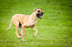rennende Deutsche Dogge