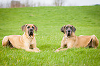 liegende Deutsche Doggen