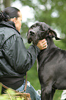 Frau und Deutsche Dogge