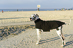 Deutsche Dogge am Strand