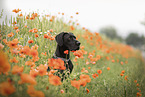 Deutsche Dogge im Sommer