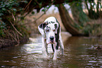 badende Deutsche Dogge