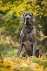 Deutsche Dogge Rde im Herbst