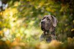 Deutsche Dogge Rde im Herbst