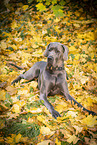 Deutsche Dogge Rde im Herbst