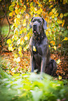 Deutsche Dogge Rde im Herbst