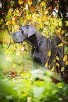 Deutsche Dogge Rde im Herbst