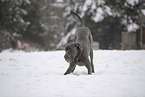 Deutsche Dogge im Schnee