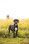 Deutsche Dogge