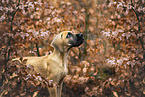 Deutsche Dogge Welpe