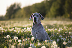 Deutsche Dogge