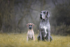 Deutsche Dogge Welpe